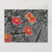 Sweet Red Flower Briefkaart (Voorkant)