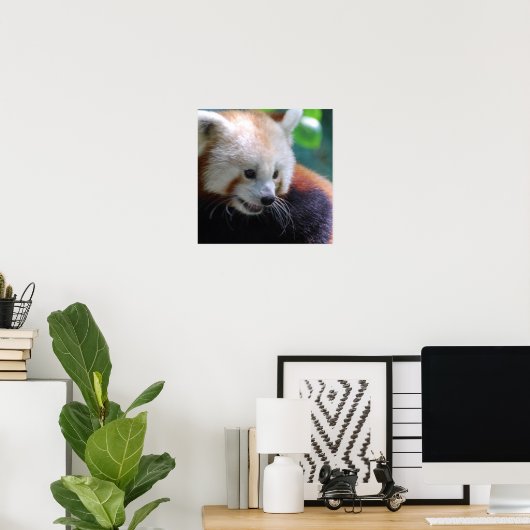 Sweet Red Panda Poster (Thuiskantoor)