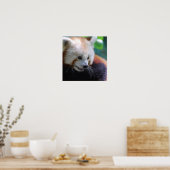 Sweet Red Panda Poster (Keuken)
