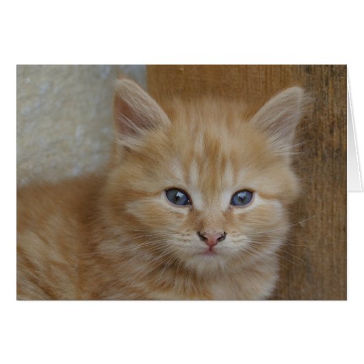 Sweet Red Tabby Tomcat Kitten (Voorkant Horizontaal)