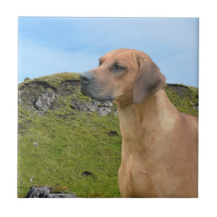 Sweet Rhodesian Ridgeback Dog Tegeltje