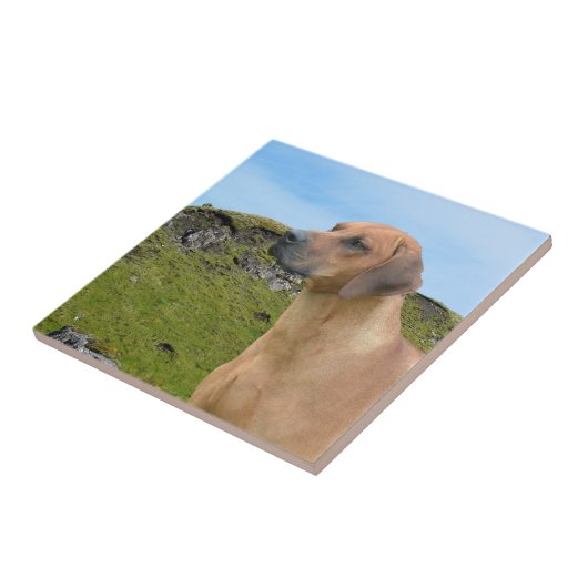 Sweet Rhodesian Ridgeback Dog Tegeltje (Zijkant)