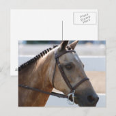 Sweet Roan Pony Briefkaart (Voorkant / Achterkant)