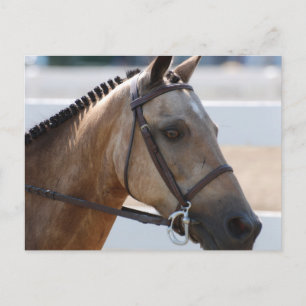 Sweet Roan Pony Briefkaart