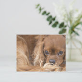 Sweet Ruby Cavalier King Charles Spaniel Briefkaart (Staand voorkant)