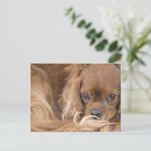 Sweet Ruby Cavalier King Charles Spaniel Briefkaart (Staand voorkant)