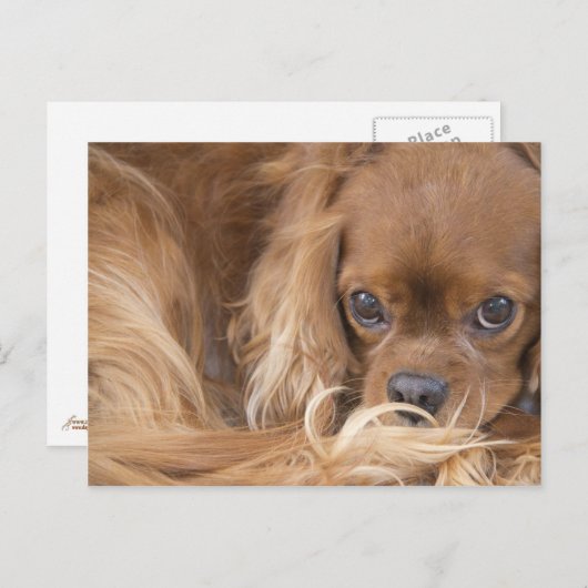 Sweet Ruby Cavalier King Charles Spaniel Briefkaart (Voorkant / Achterkant)