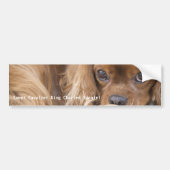 Sweet Ruby Cavalier King Charles Spaniel Bumpersticker (Voorkant)