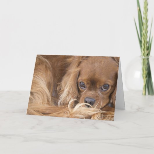 Sweet Ruby Cavalier King Charles Spaniel Kaart (Voorkant)