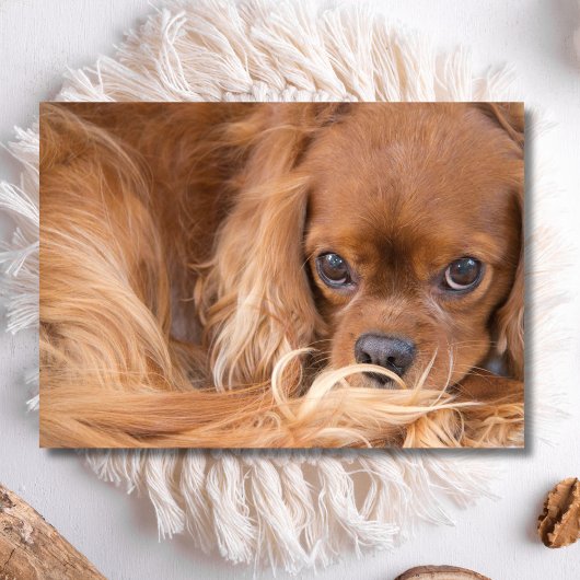 Sweet Ruby Cavalier King Charles Spaniel Kaart