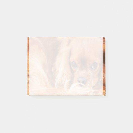 Sweet Ruby Cavalier King Charles Spaniel Post-it® Notes (Voorkant)