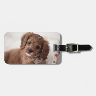Sweet Ruby Cavapoo Puppy Dog Bagagelabel