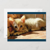 Sweet Sad Kitten Briefkaart (Voorkant / Achterkant)