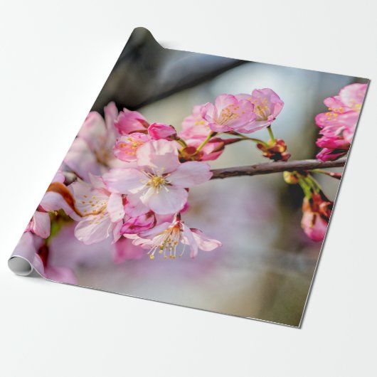 Sweet Sakura Flowers in Springtime Cadeaupapier (Uitgerold)