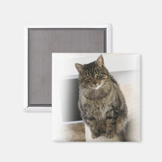 Sweet, schattige, vriendelijke kat Magnet (Voorkant / Achterkant)