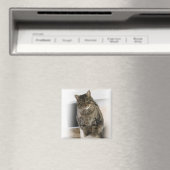 Sweet, schattige, vriendelijke kat Magnet (Insitu (Vaatwasser))