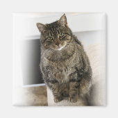 Sweet, schattige, vriendelijke kat Magnet (Voorkant)