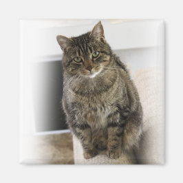 Sweet, schattige, vriendelijke kat Magnet