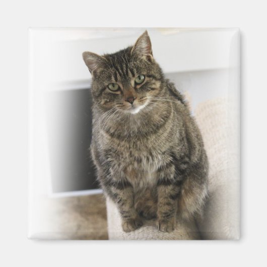 Sweet, schattige, vriendelijke kat Magnet (Voorkant)