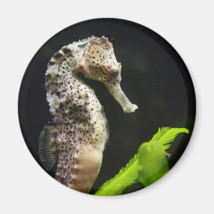 Sweet Seahorse Magneet