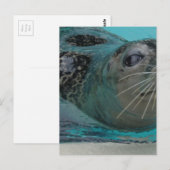 Sweet Seal Briefkaart (Voorkant / Achterkant)