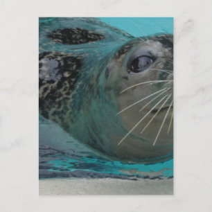 Sweet Seal Briefkaart