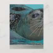 Sweet Seal Briefkaart (Voorkant)