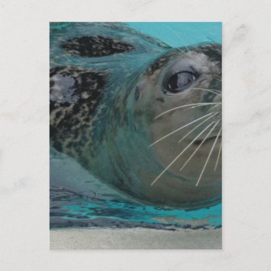 Sweet Seal Briefkaart (Voorkant)