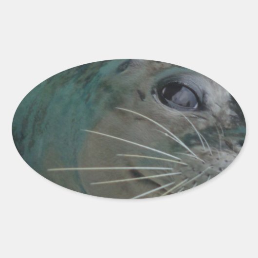 Sweet Seal Ovale Sticker (Voorkant)