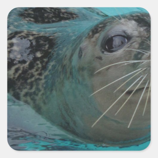 Sweet Seal Vierkante Sticker (Voorkant)