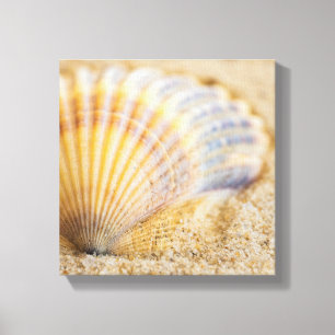 Sweet Seashell Canvas Afdruk