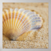 Sweet Seashell Poster (Voorkant)