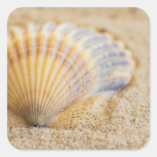 Sweet Seashell Vierkante Sticker (Voorkant)