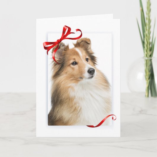 Sweet Sheltie Christmas Kaart (Voorkant)