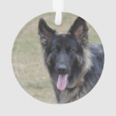 Sweet Shiloh Shepherd Ornament (achterkant)