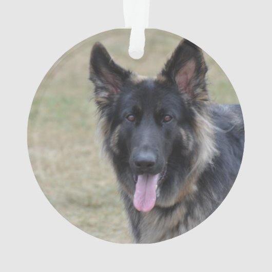 Sweet Shiloh Shepherd Ornament (achterkant)