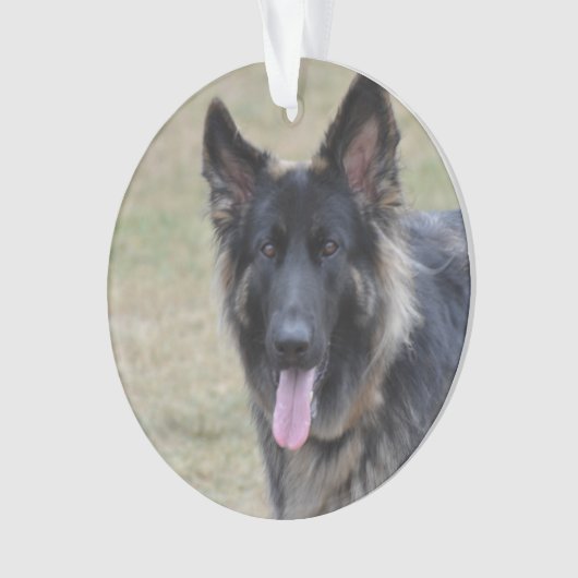 Sweet Shiloh Shepherd Ornament (voorkant)