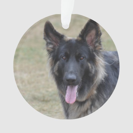 Sweet Shiloh Shepherd Ornament (voorkant)