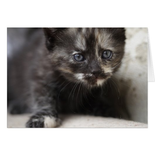 Sweet Shy Tortoiseshell Baby (Voorkant Horizontaal)