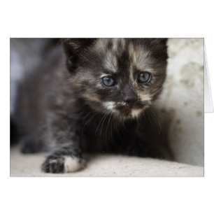 Sweet Shy Tortoiseshell Baby