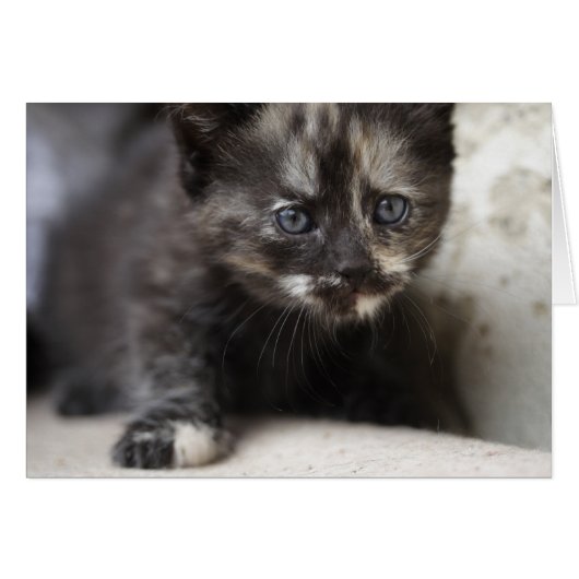 Sweet Shy Tortoiseshell Baby (Voorkant Horizontaal)
