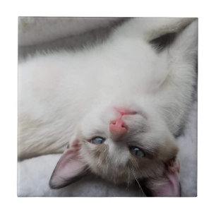 Sweet Siamese Kitten met blauwe ogen Tegeltje