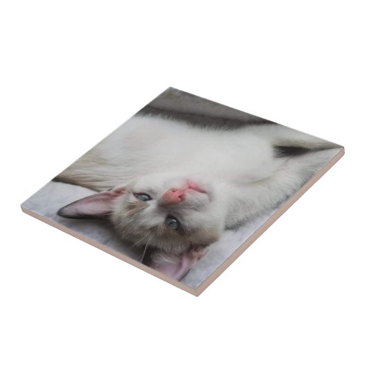 Sweet Siamese Kitten met blauwe ogen Tegeltje (Zijkant)