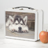 Sweet Siberian Husky Puppy Slapeping (In situ)