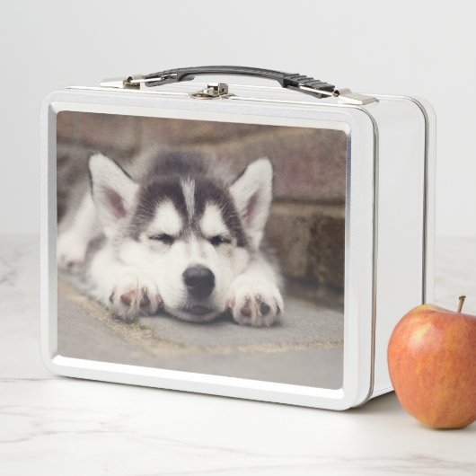 Sweet Siberian Husky Puppy Slapeping (In situ)