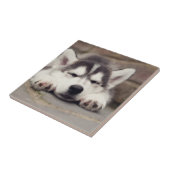 Sweet Siberian Husky Puppy Slapeping Tegeltje (Zijkant)