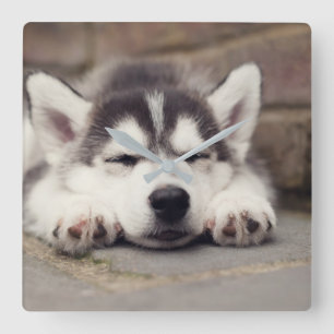 Sweet Siberian Husky Puppy Slapeping Vierkante Klok
