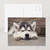 Sweet Siberian Husky Puppy Sleeping Briefkaart (Voorkant / Achterkant)