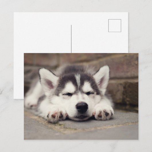 Sweet Siberian Husky Puppy Sleeping Briefkaart (Voorkant / Achterkant)