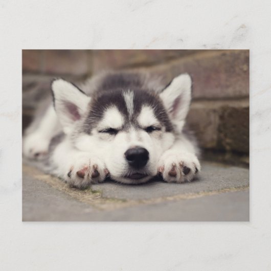 Sweet Siberian Husky Puppy Sleeping Briefkaart (Voorkant)